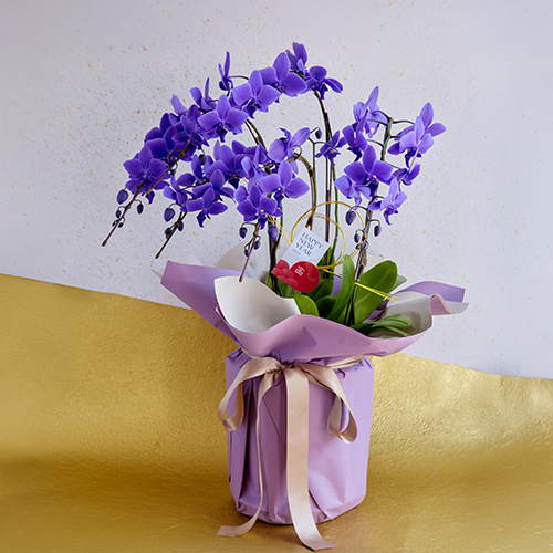 産直】ミディファレノ「Blue Gene（ブルージーン）」5本立ち 正月タグ